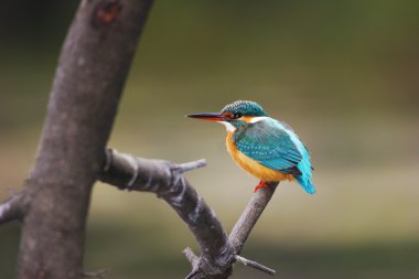 Ortak kingfisher dalda oturan