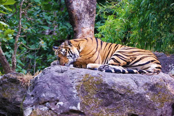 Tygr ležící na šedý kámen — Stock fotografie