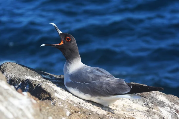 Swallow-tailed gull with open bill — Stok fotoğraf