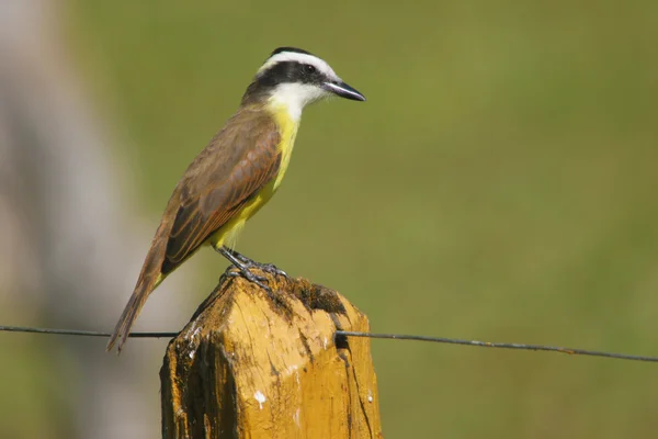 坐在篱笆上的大 kiskadee — 图库照片