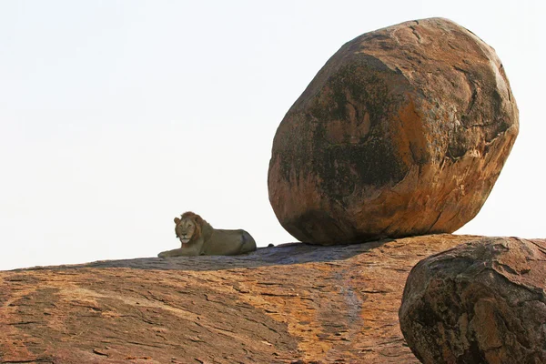 León yaciendo en la sombra de piedra grande — Foto de Stock