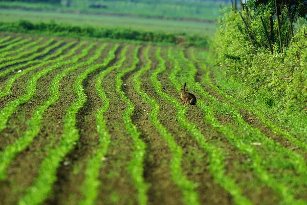 European hare sitting on green field — Stockfoto