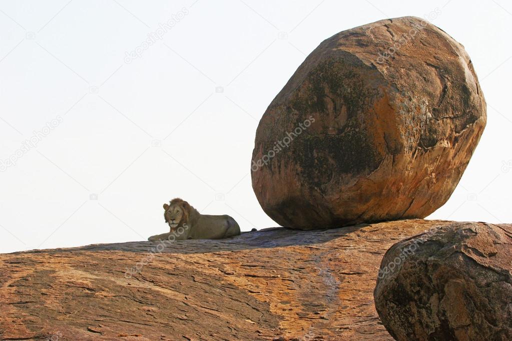 Lion lying in shadow of big stone