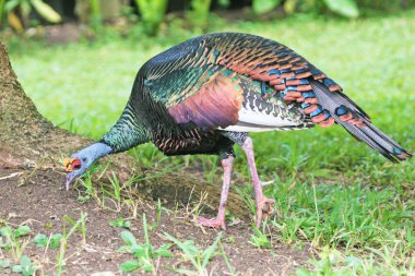 Ocellated Türkiye'de yağmur ormanları Belize