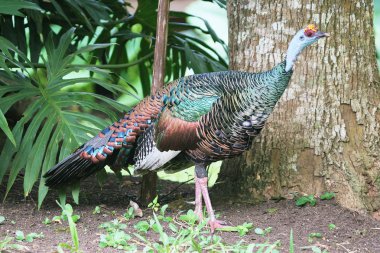 Ocellated Türkiye'de yağmur ormanları Belize