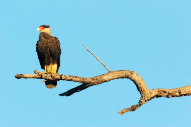 Southern crested caracara sitting on branch clipart