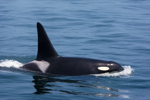 Ballena asesina macho en el agua — Foto de Stock