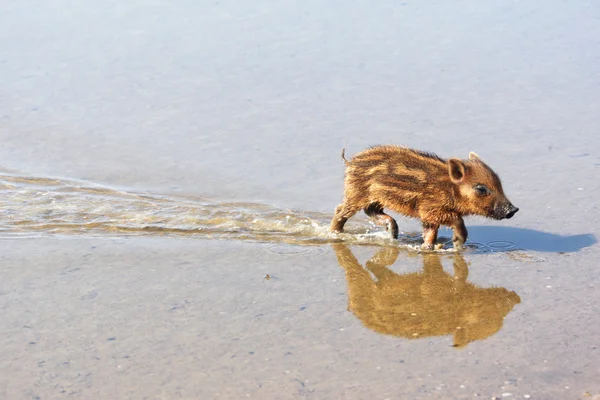 Cinghiale bambino che cammina in acqua — Foto Stock
