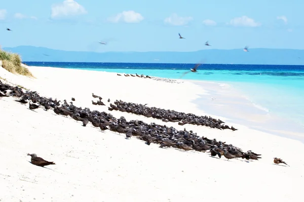 Descansando aves marinhas em Michaelmans Kay — Fotografia de Stock