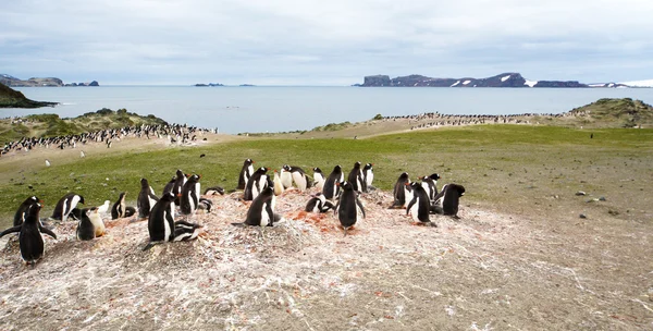 Colonies of gentoo Penguins on seashore — Stock Photo, Image