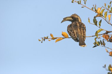 African grey hornbill sitting on branch clipart