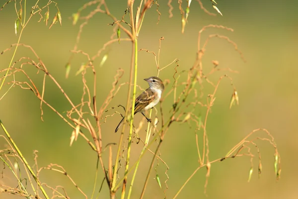 Burung kecil abu-abu pada cabang kering — Stok Foto