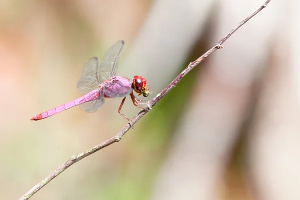 Pink dragonfly with prey on branch — Stock Photo, Image