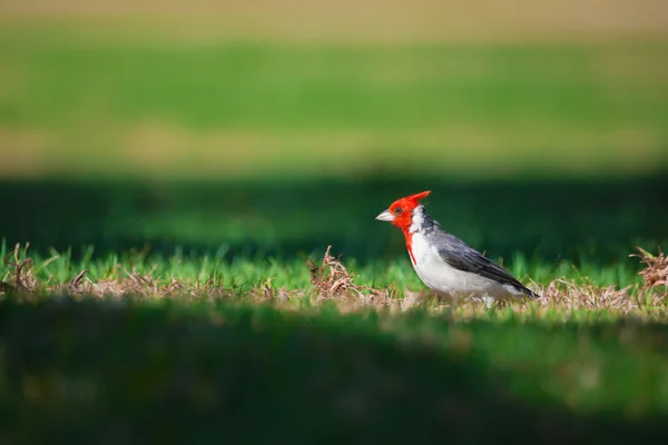 Röd-crested kardinal på grönt gräs — Stockfoto