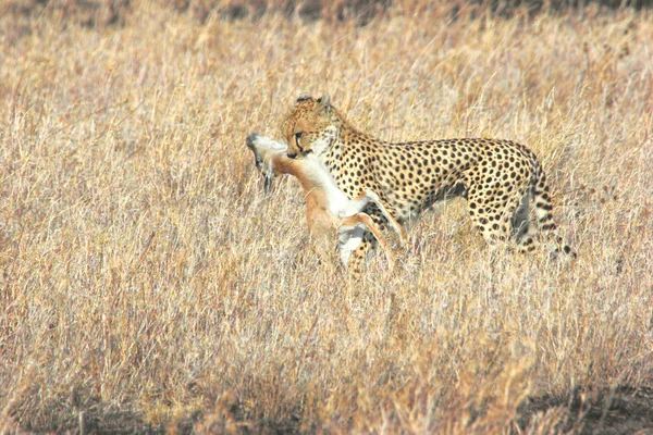 Cheetah with dead gazelle in mouth — Stok fotoğraf