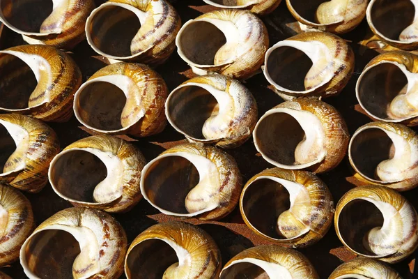 Wiersze prosto z muszli ślimaków — Zdjęcie stockowe