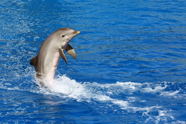 Mostra dei delfini in acquario all'aperto — Foto Stock