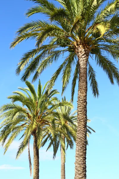 Malerischer Blick auf Palmenkronen — Stockfoto