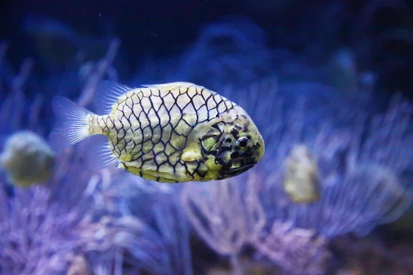 Étrange poisson coloré dans l'aquarium — Photo