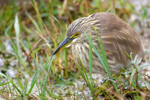 Hint Pond Heron yeşil otların arasında kalan — Stok fotoğraf