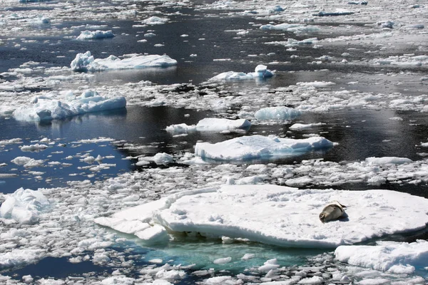 Lampart morski na lodzie — Zdjęcie stockowe