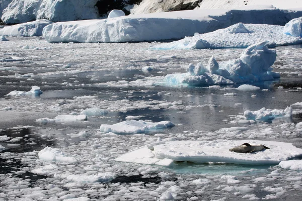 Leopard seal on ice — Stock Photo, Image