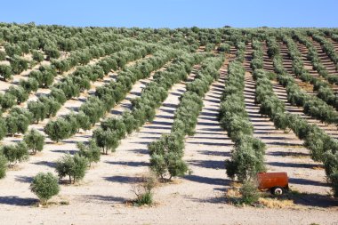 Zeytin ağacı Andalusia tepelerde çiftliğinde