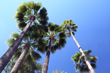 Palm kocakarılar alttan görünüm