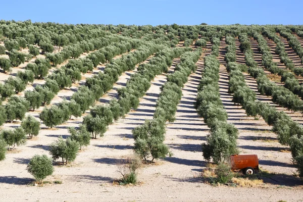 Olijf boom plantage op heuvels in Andalusië — Stockfoto