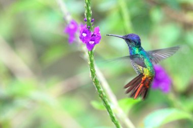 Golden-tailed Sapphire, hummingbird in flight clipart