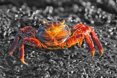 Koyu gri taşın üzerinde kırmızı Yengeç