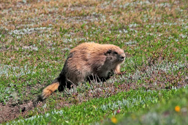 Marmotta marrone su prato verde bagnato — Foto Stock