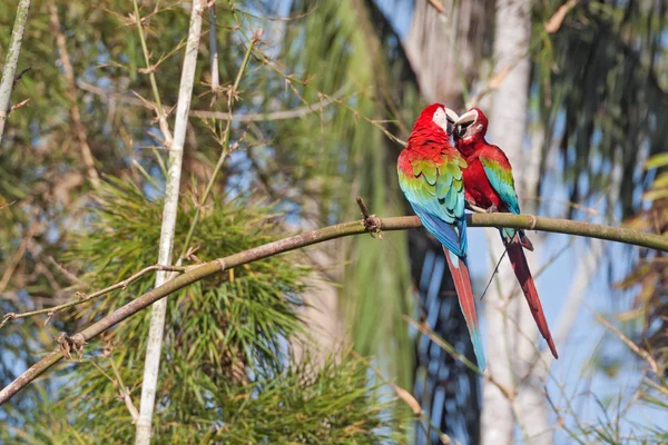 Deux aras à ailes vertes s'embrassant — Photo