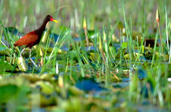 Jacana perturbada andando sobre folhas de lírios — Fotografia de Stock