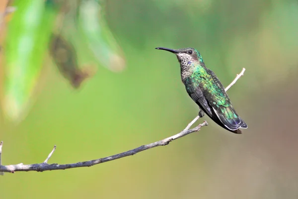 Green colibri sitting on branch — Stock Photo, Image