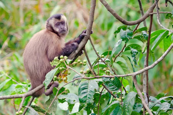 카푸 친 원숭이 지점에 앉아 — 스톡 사진