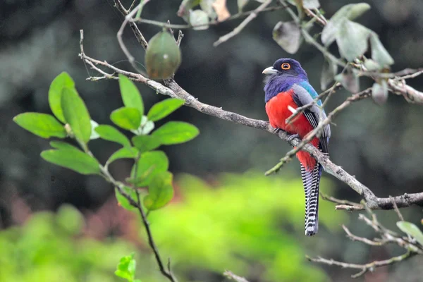 Färgglada fågel sitter på gren — Stockfoto