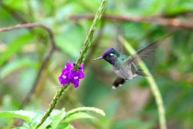Emerald colibri flying near flowers clipart