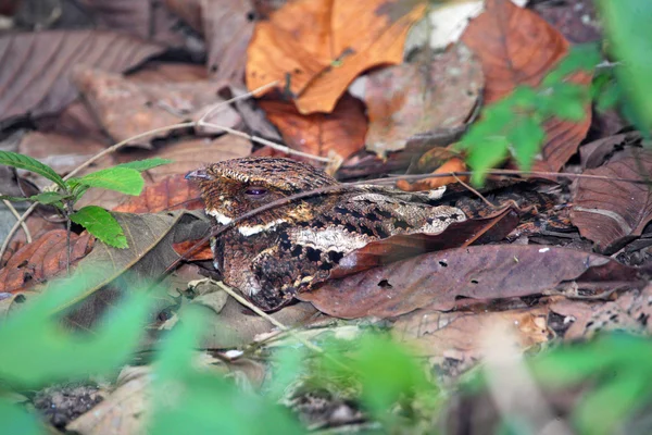 Brown nightjar sleeping on ground — 스톡 사진