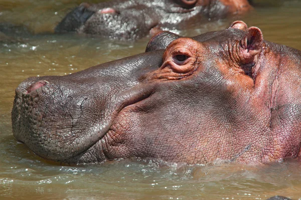 Dois hipopótamos submersos em água — Fotografia de Stock