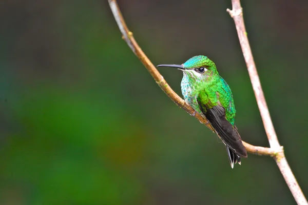 Green colibri sitting on branch — Stock Photo, Image