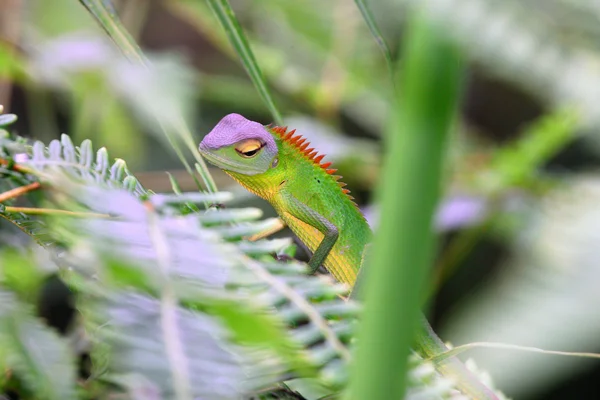 Цветная ящерица между травой — стоковое фото