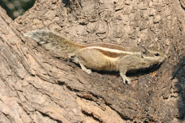 Brown squirrel sitting on tree — стокове фото