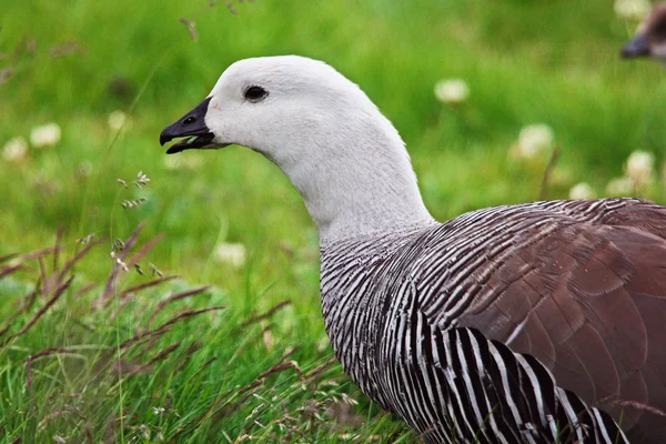 Wild goose in green grass — Stock Photo, Image