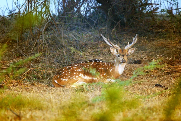 Spotted deer lying in forest Stock Picture