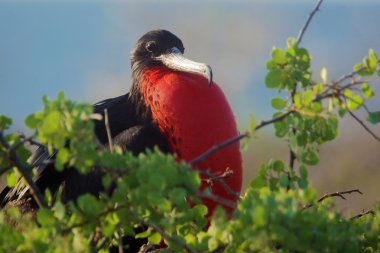 Magnificent frigatebird with red inflated throat clipart