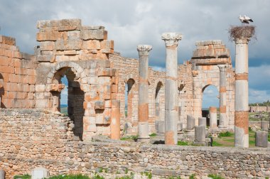 Leylek yuvada Antik Roma kenti