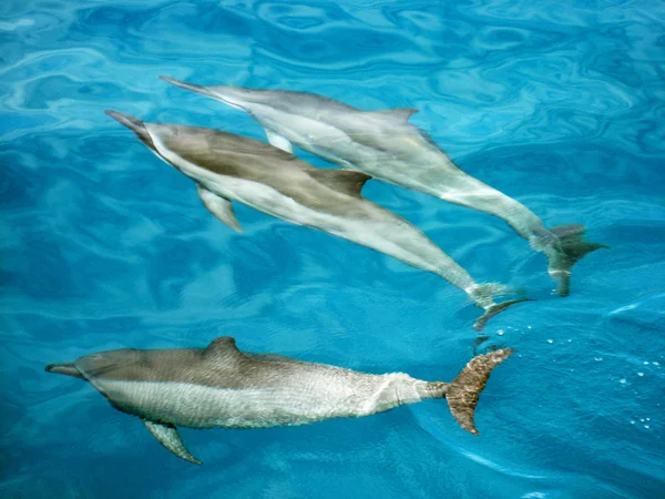 Three dolphins in clear blue water — Stock Photo, Image