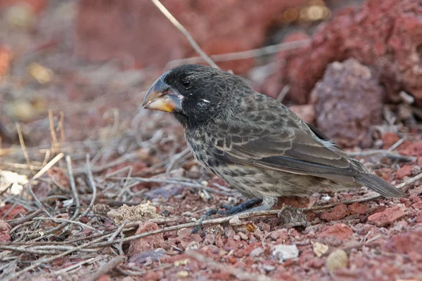 Large ground finch on red stones — Stock Photo, Image