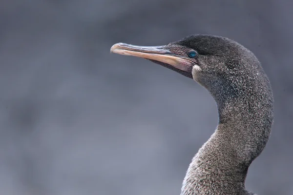 Cormorano senza volo guardando la macchina fotografica — Foto Stock